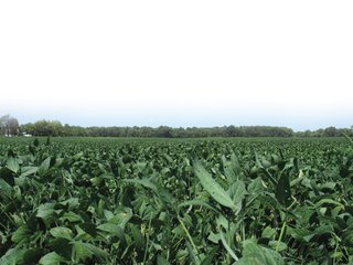 Property photo 7 - 78+/- Acres Offered in 2 Tracts - Real Estate Auction
